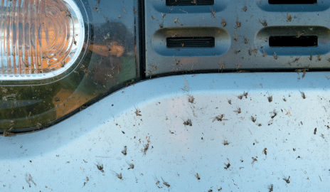 Insekten am Auto? So entfernst du sie richtig und schonend! - Insekten auf Auto entfernen