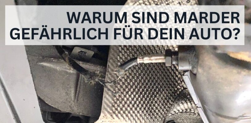 Warum sind Marder gefährlich für dein Auto? - Warum sind Marder gefährlich für dein Auto?