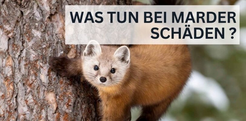 Was tun, wenn ein Marder bereits Schäden verursacht hat? - Was tun, wenn ein Marder bereits Schäden verursacht hat?