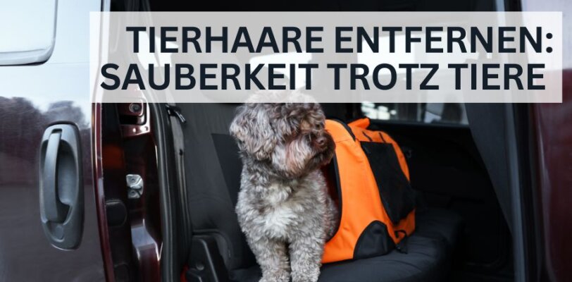 Tierhaare entfernen – Sauberkeit trotz Vierbeiner - Tierhaare im Auto entfernen – Sauberkeit trotz Vierbeiner