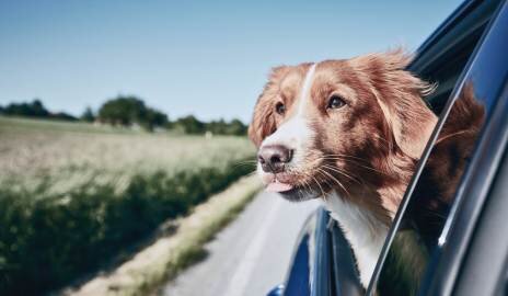 Tiere im Fahrzeug: Tipps für die richtige Reinigung - Tiere im Fahrzeug: Tipps für die richtige Reinigung